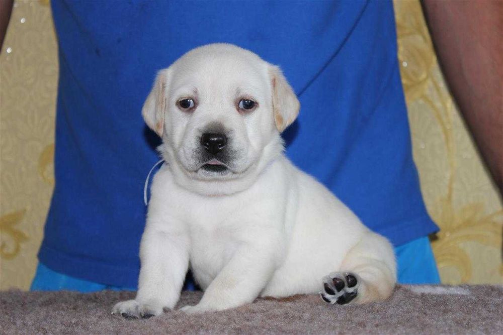 Лабрадор ретривер Щенки