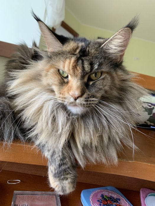 Мейн Кун воротниковый