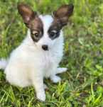 Spaniel kontynentalny (papillon) - suczka