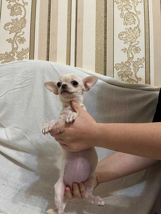 Порода цуцика чихуахуа