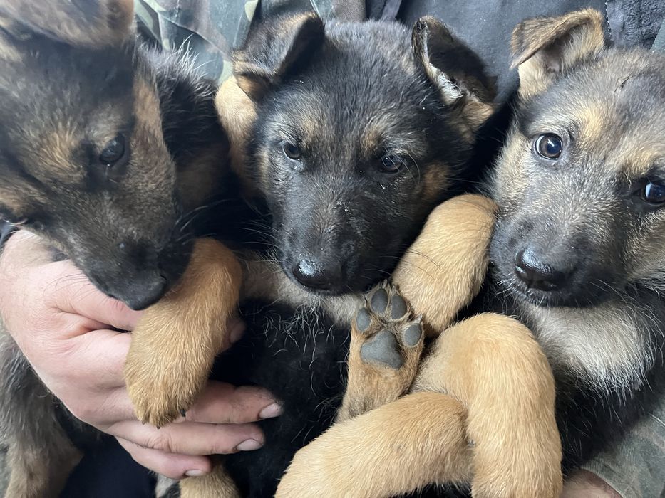 Продам цуценят німецької вівчарки!