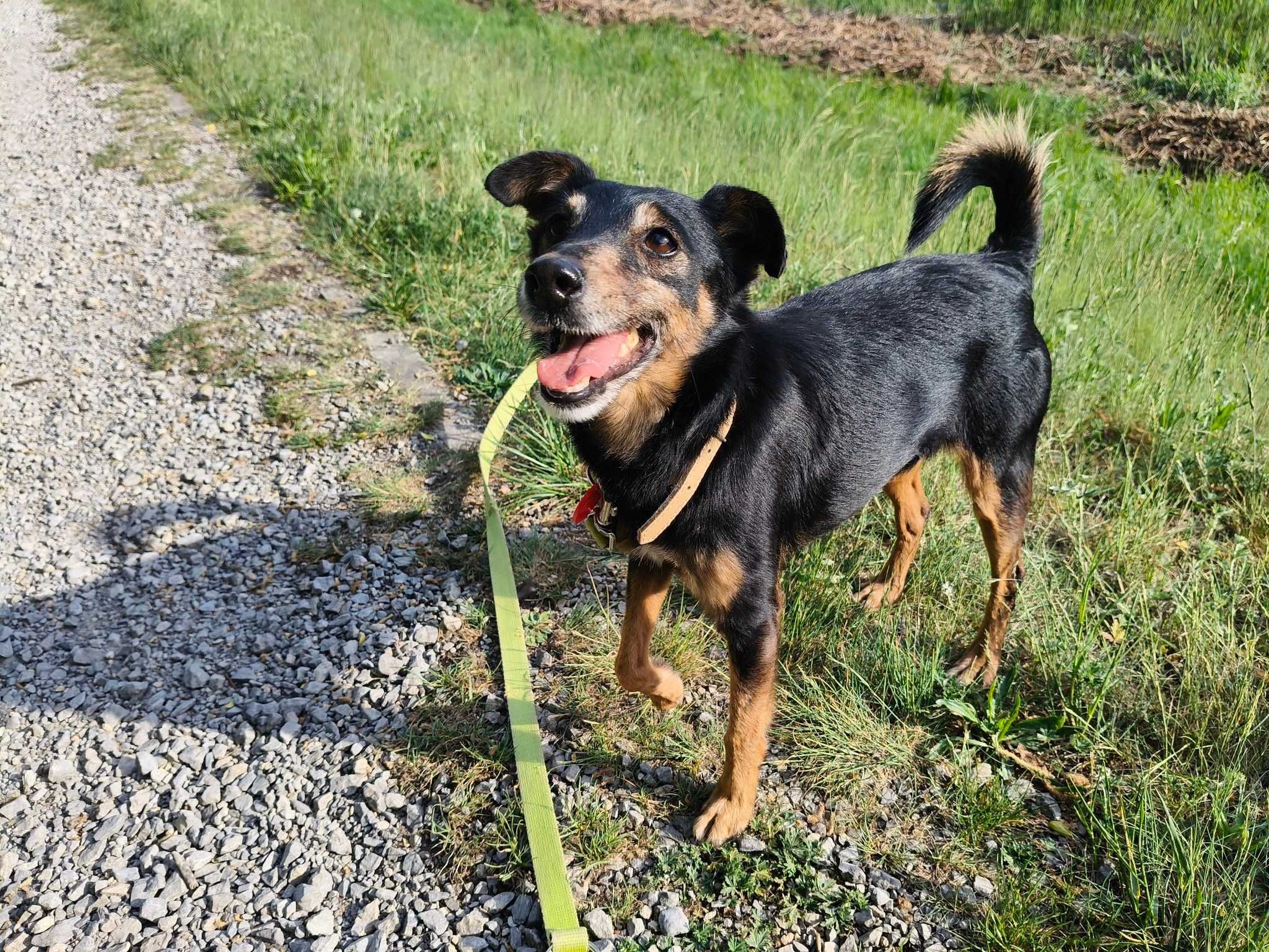 Lupo drobny, przyjazny, wesoły piesio w schronisku