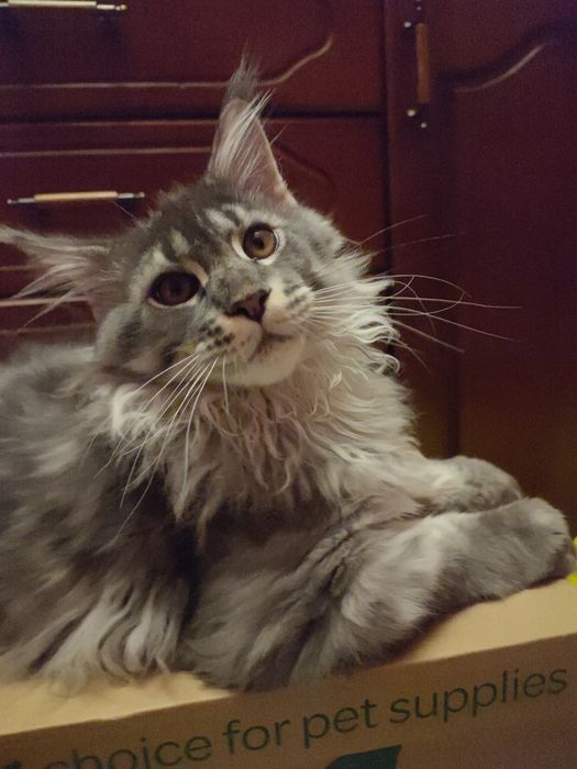 Potężny Kocurek Maine Coon z Rodowodem Fpl