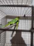 Ring neck verdes