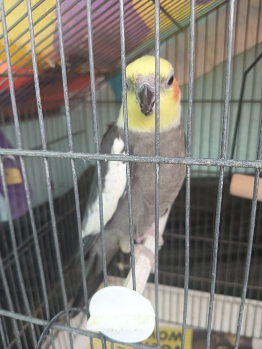 Casal de caturras reprodutores