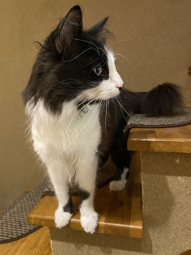 Kocurek Shiro szuka domu kot do adopcji