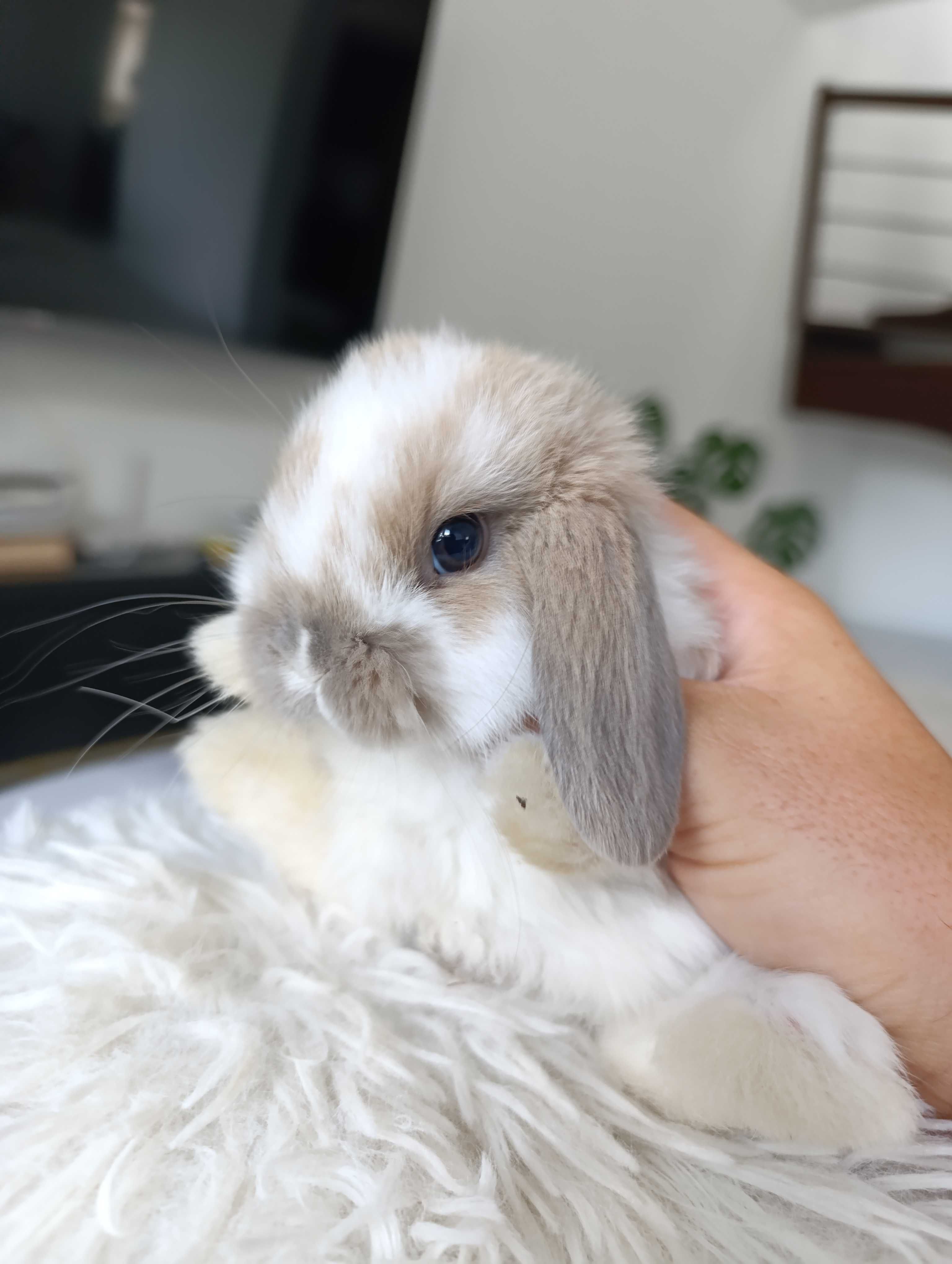 Mini lop karzełek Teddy hodowla zarejestrowana
