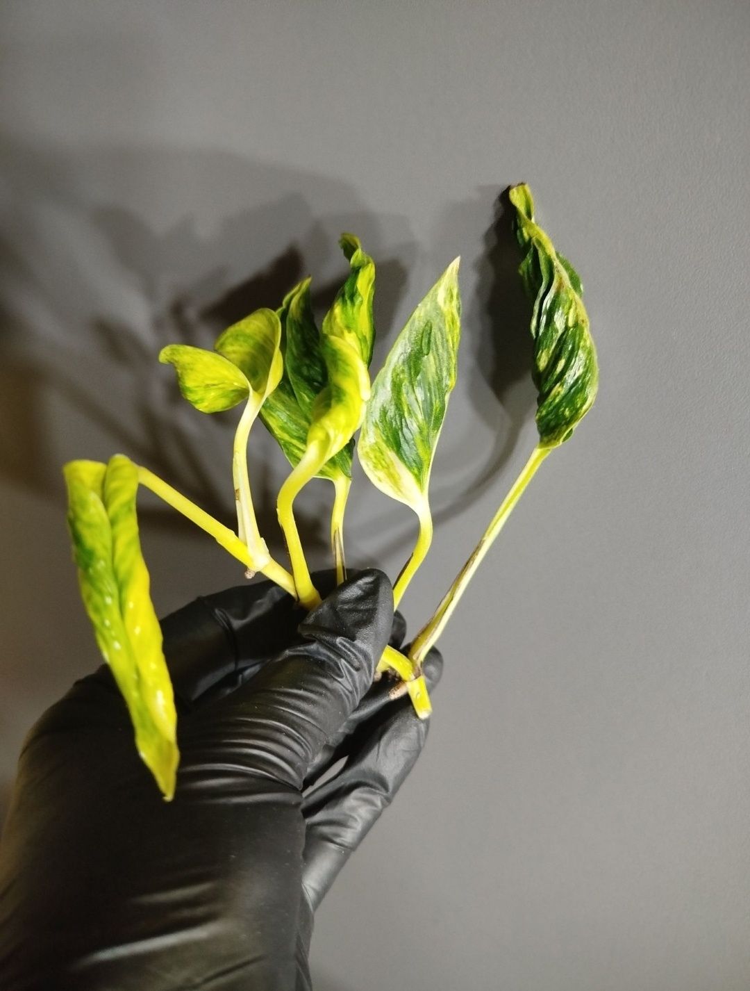 Epipremnum Shangri-la variegata -sadzonka