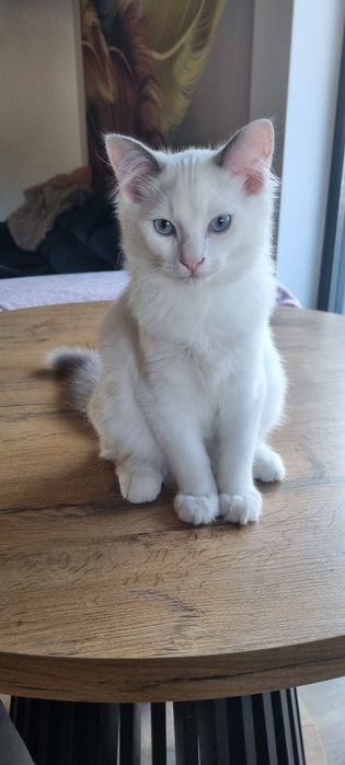Ragdoll piękne koty do Felinoterapii FPL FIFE