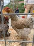 Ovos de galinha Brahma Perdiz raça pura