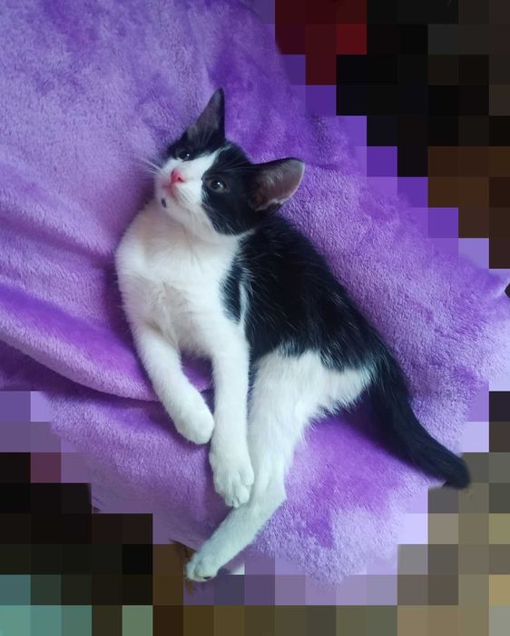 Кумедний хлопчик кошеня 5 міс. в добрі руки!