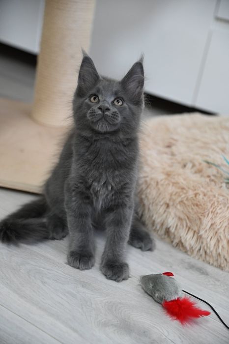 Maine coon Kocurek Harry