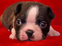 Boston Terrier śliczny piesek ZKwP/FCI