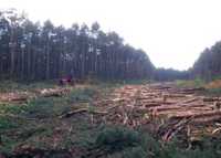 Wycinka lasów karczowanie wyrywanie korzeni