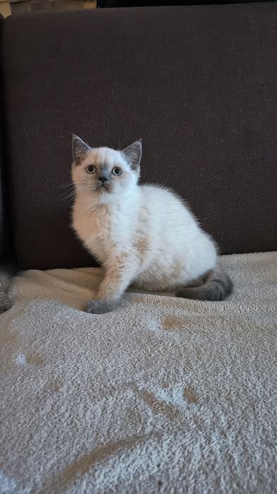 Kotka brytyjska koty kociaki kocięta brytyjskie brytyjczyki