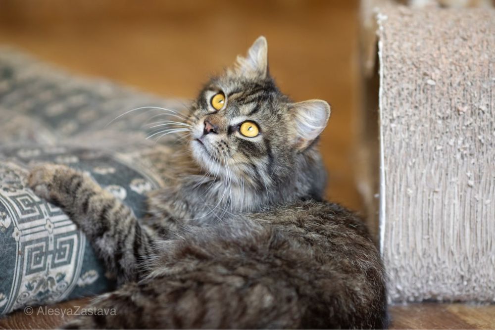 Мазай , 1,5 года, котенок полосатик