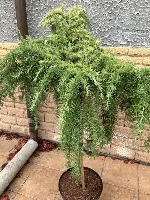 Кедр на штамбі сорт Lime Glow