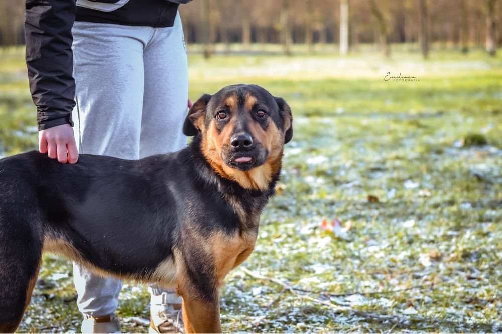 Szarma szuka odpowiedzialnej rodziny - suczka do adopcji