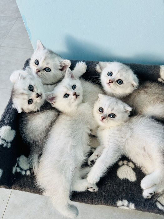 Шиншили. Веслоухі і прямовухі. Скотіш Страйт і Фолд