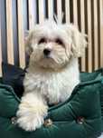 Maltipoo F1 GOTOWE DO ODBIORU tata pudel toy, mama maltańczyk