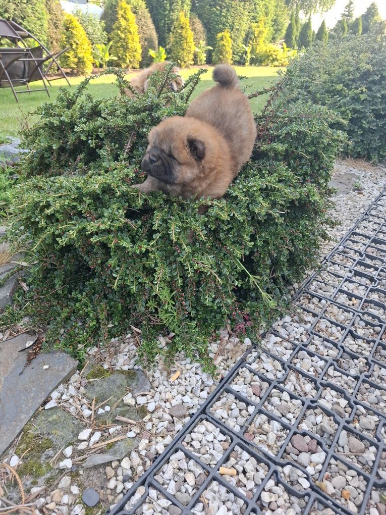Chow chow szczeniak,gen blue.