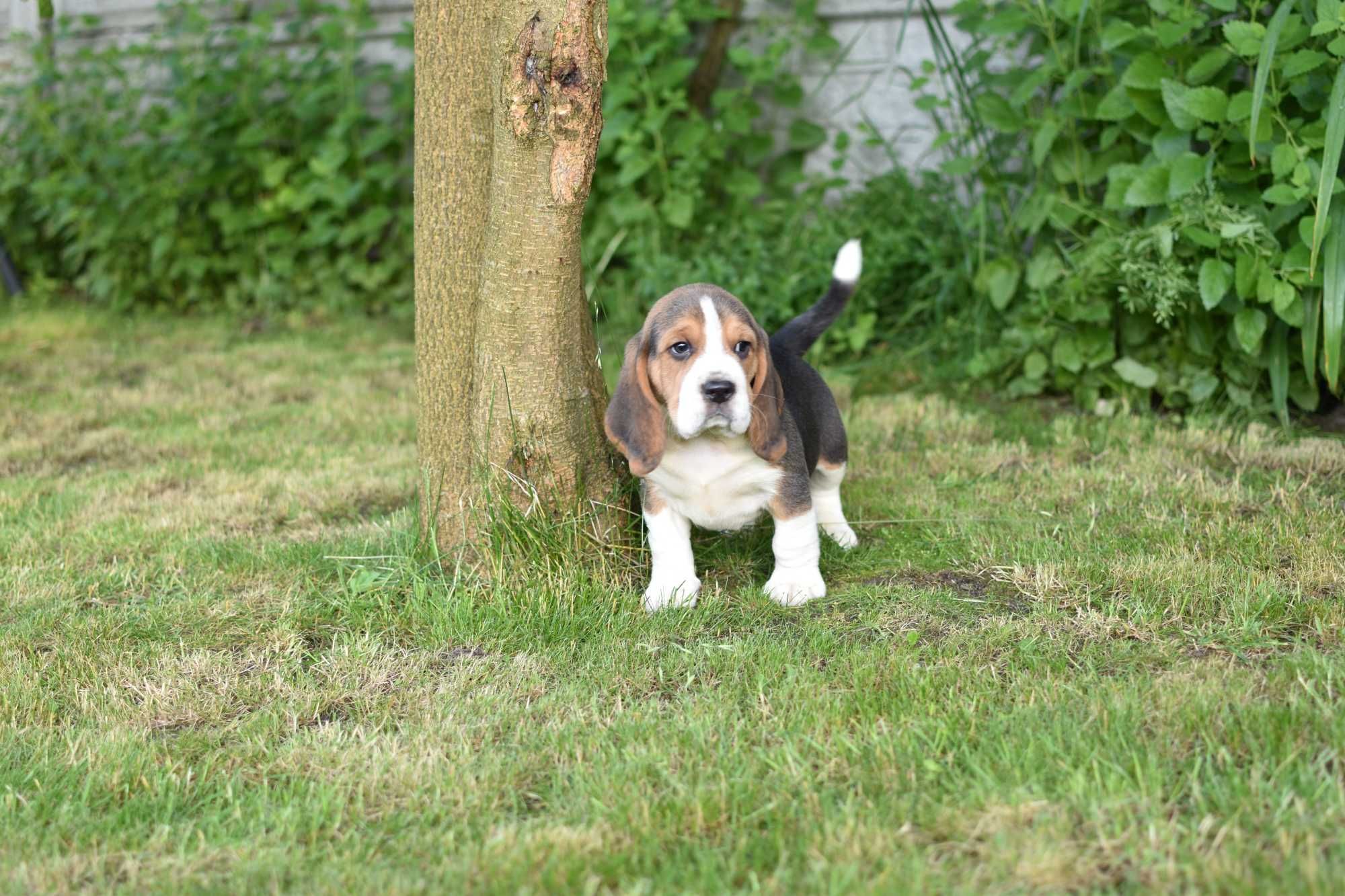 Beagle, piesek z rodowodem