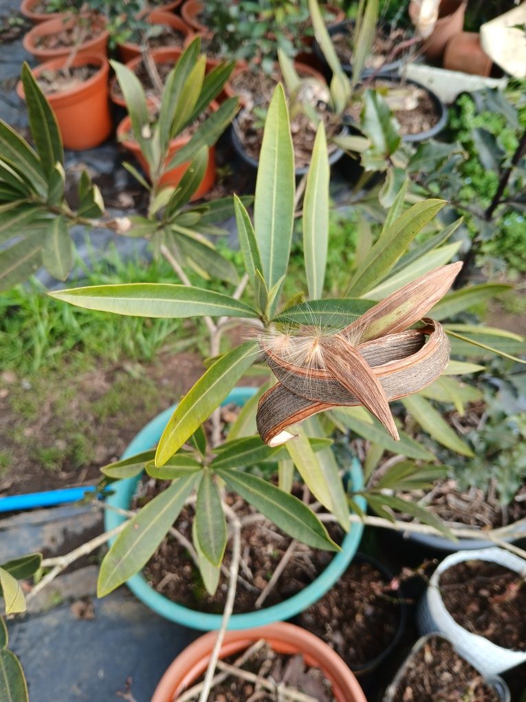 Euonymus japonicus microphyllus, Nerium Oleander e Abutilon Pictum