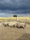 Lote de ovelhas.