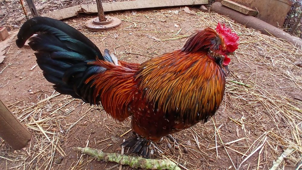 Galinha da Índia (charito) cruzado Mil Flores