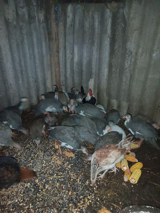 Цесарят білогруді