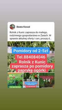 Rozsady warzyw rozsada sadzonki flance  pomidory ogórek truskawka  por