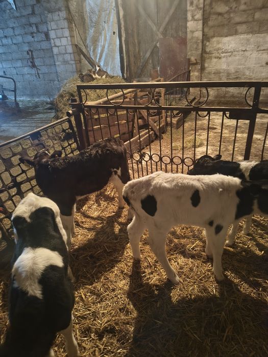 Cielaki byczki SM i mm