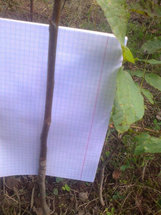 Продам  горіх  сіянець