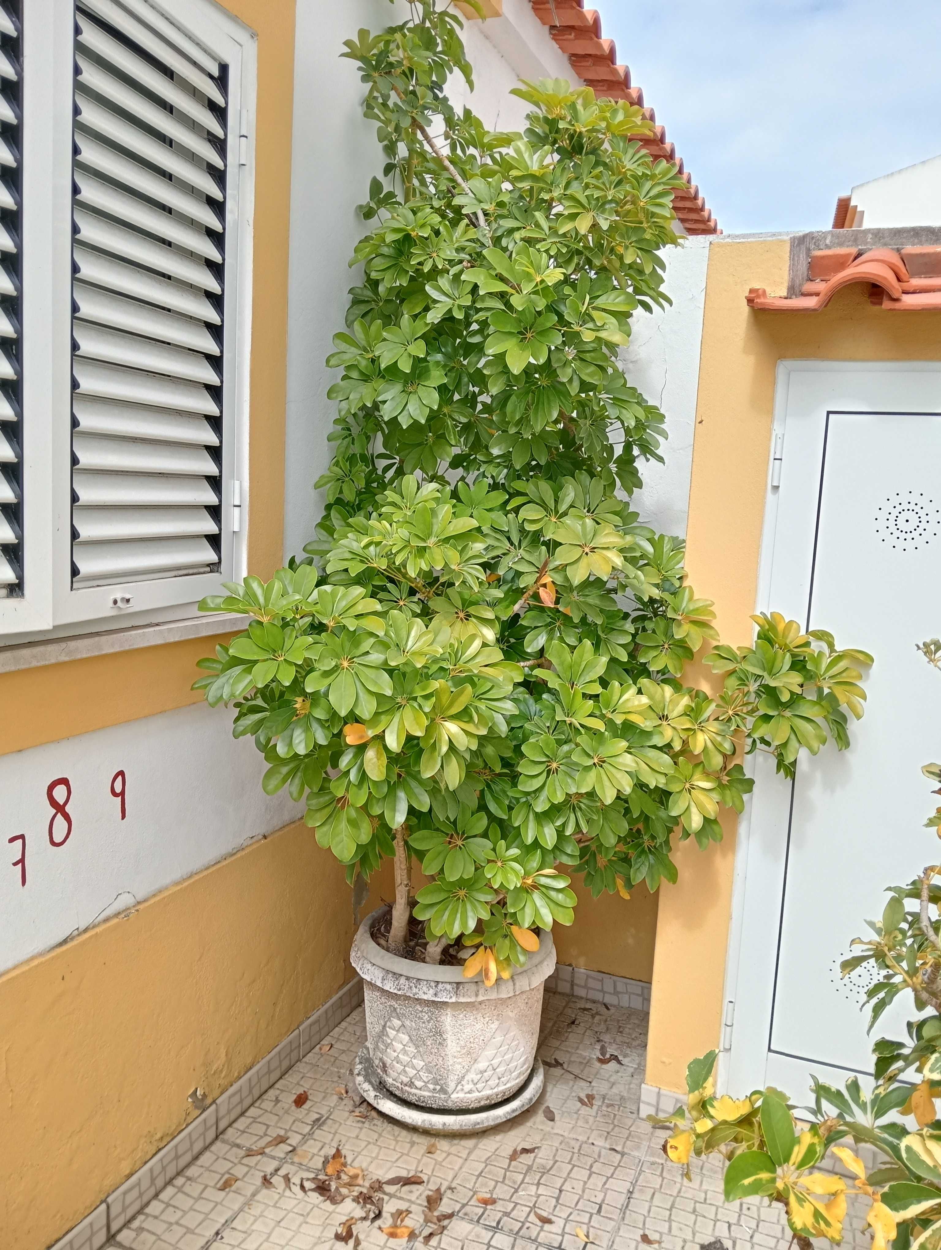 Vaso com planta tipo ficus