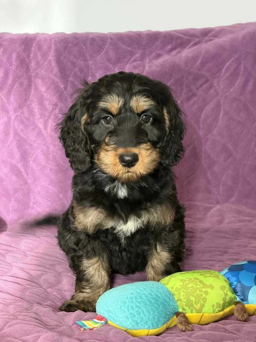 Cockapoo f1-Cocker Spaniel /pudel miniatura -PIES
