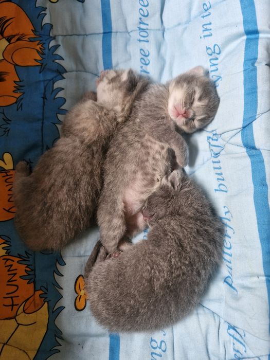 Шотландские вислоухие котята