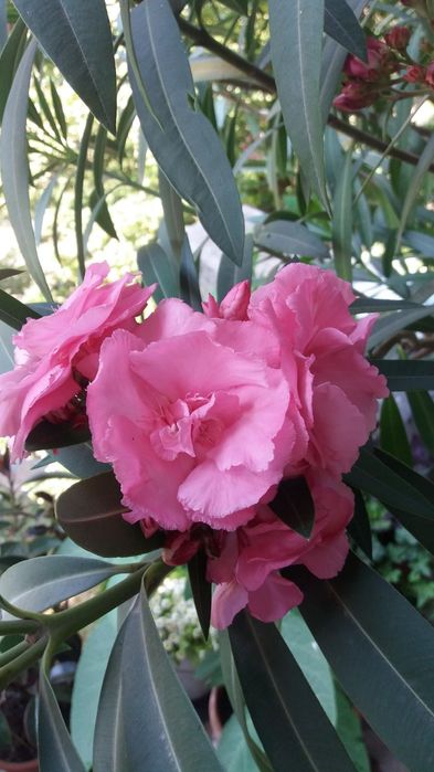 Продам  олеандр.