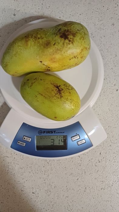 АЗИМІНА з квітковими бруньками PRIMA 1216 ЩЕПЛЕНА ,  pawpaw,азимина, А