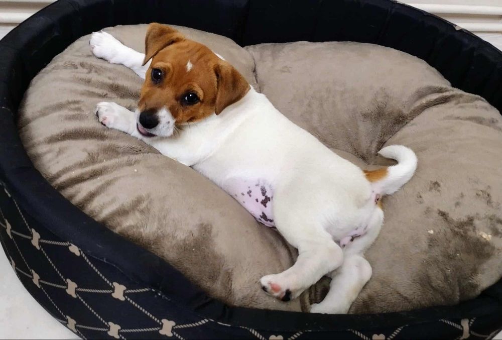 Suczka Jack Russell Terrier FCI