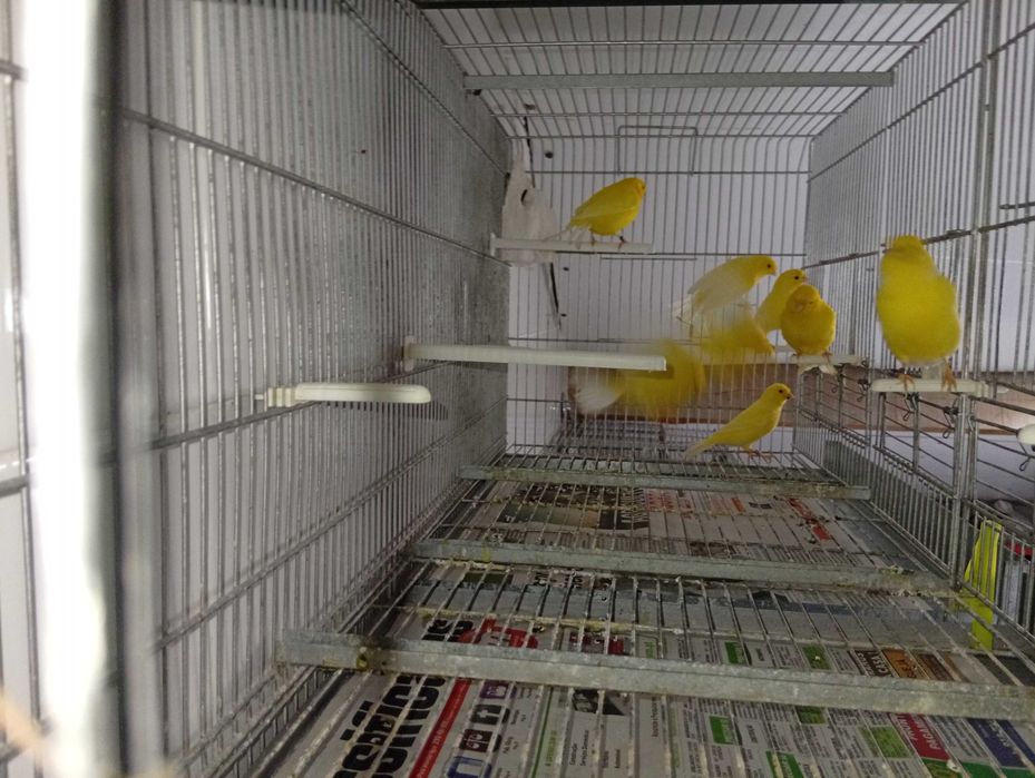Canários amarelos - liliana