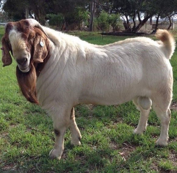 Cabra Boer bem estimada