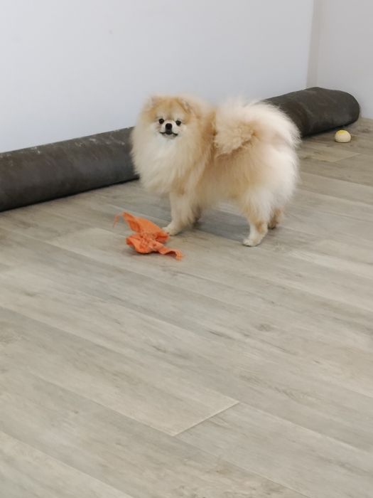 Підрощений померанській шпіц