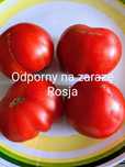 Syberia Pomidor odporny na zarazę z. Nasiona kolekcja 2024