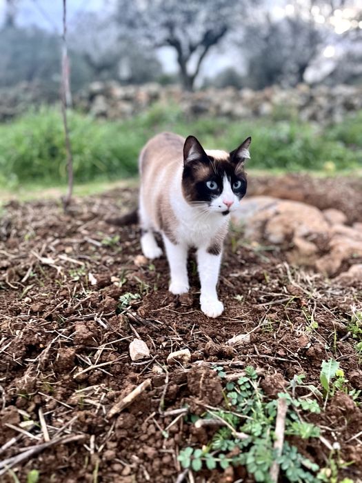 Gatinhos lindos à procura de um lar carinhoso