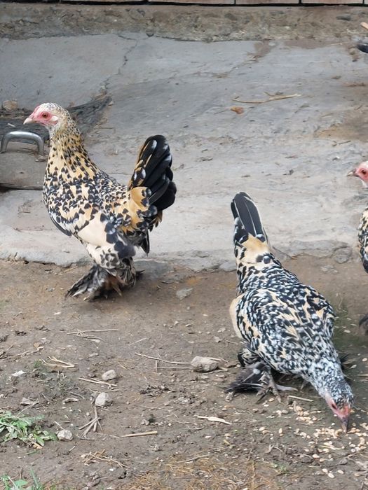 Sprzedam karzełki łaciate