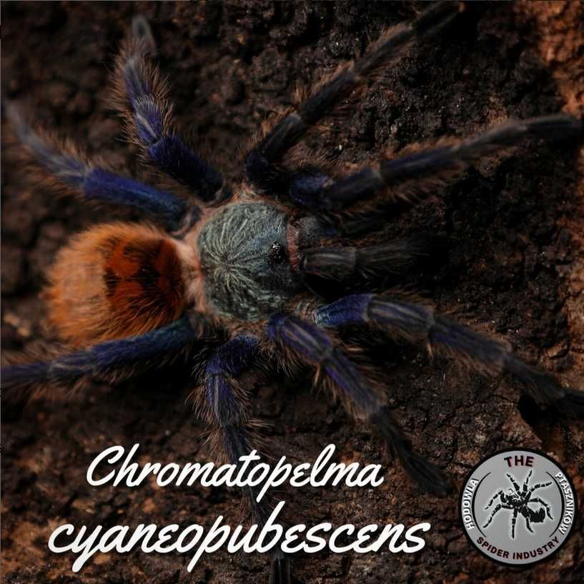 Chromatopelma cyaneopubescens L2