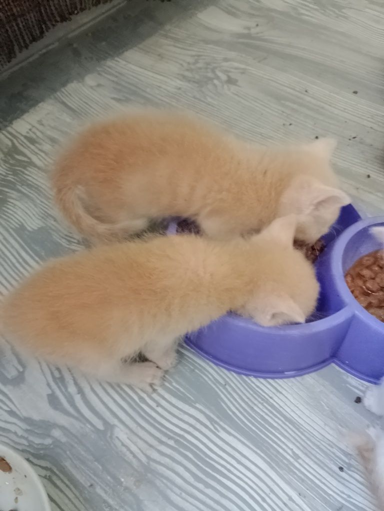Отдам котят. Пять котиков и одна трёхместная кошечка.