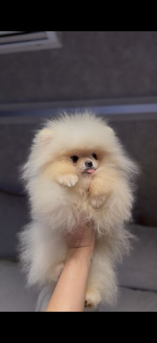 Мальчик померанский шпиц,тип мишка,микроразмер,супермини,толстолапый