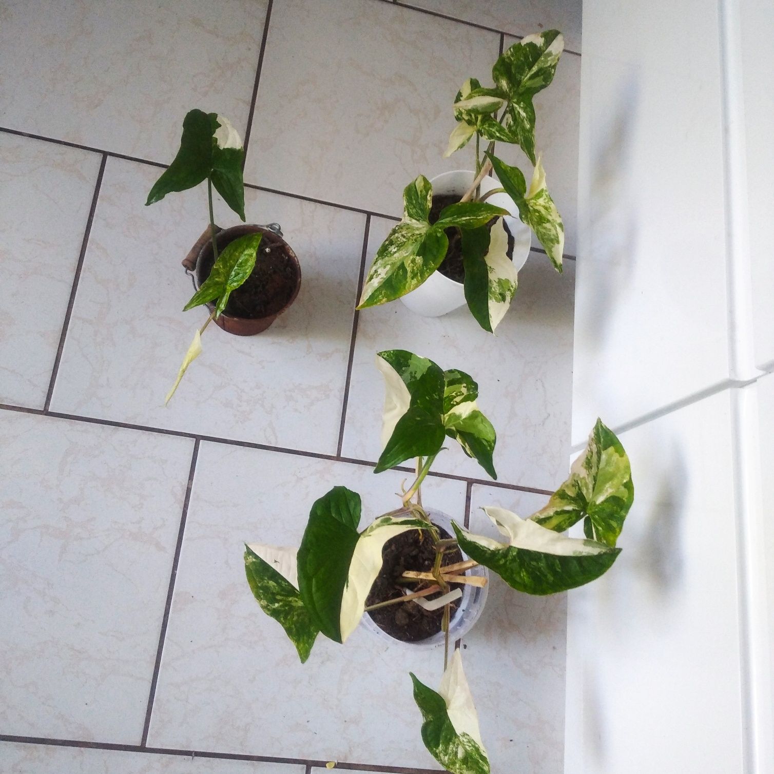 Syngonium Emerald gem veriegata
