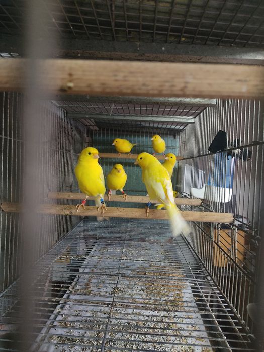Canários timbrados, amarelo intensos e nevados